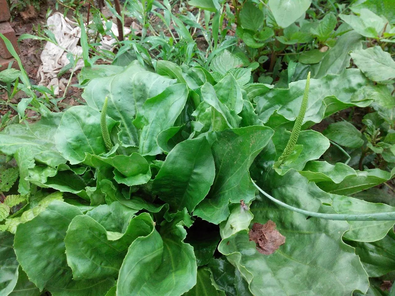 春天裡挖野菜去吧超實用的46種常見野菜食用手冊