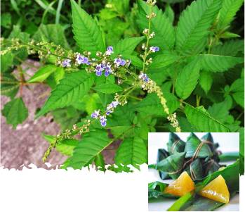 春天来了,山间田野边,到处都有野菜的身影,正是挖野菜去的好时节.