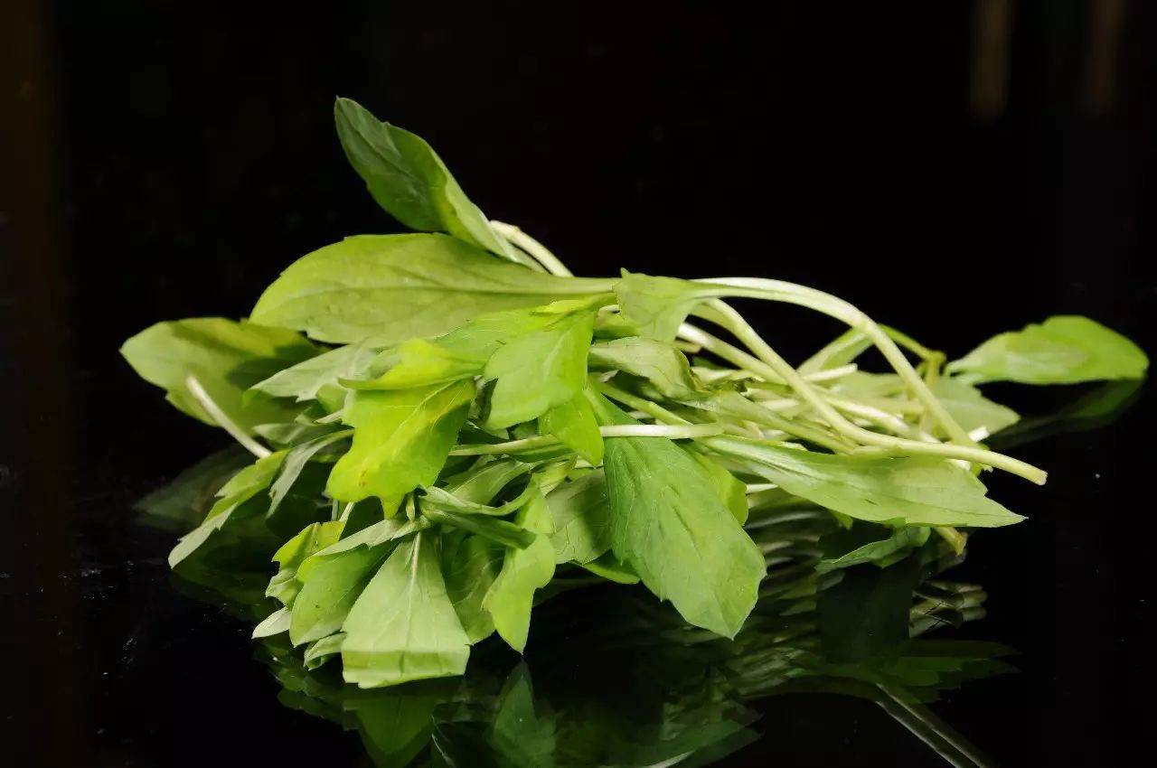 春天里挖野菜去吧超实用的46种常见野菜食用手册