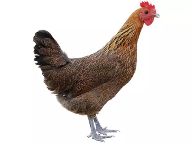 【山东建筑材料网络社区】