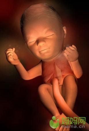 经过了15个星期的努力成长,小宝贝的胳膊和腿都发育完成,关节也开始