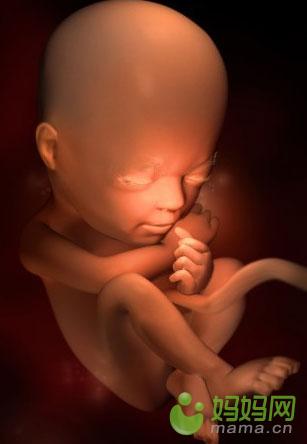 胎儿每周发育3d图