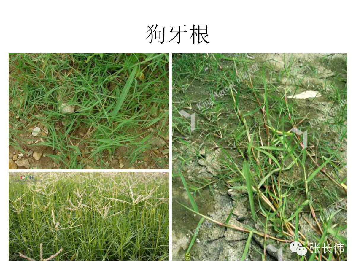 全了82种高清杂草图谱