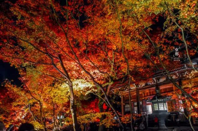 日本紅葉季最新預測來了！東京、大阪、京都最佳觀賞期已出~ 旅遊 第26張