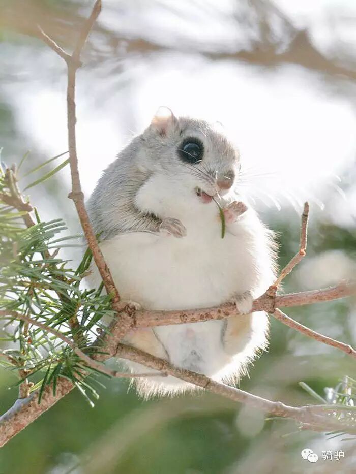 西伯利亚颜值爆表的鼠中杨贵妃会滑翔贪吃爱睡萌哭了