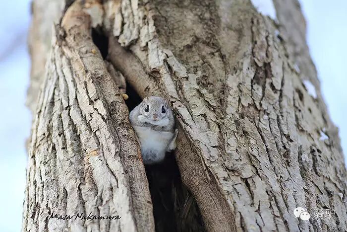 西伯利亚颜值爆表的鼠中杨贵妃会滑翔贪吃爱睡萌哭了