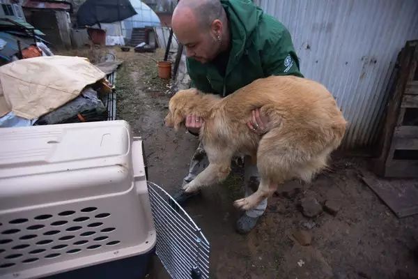 在韓國狗肉市場幸免一死的金毛犬，與美國「好友」相遇場面讓人動容！ 萌寵 第5張