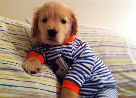 这只小金毛虽然双目失明了 但是它遇到了世界上最好的主人 柠檬资讯