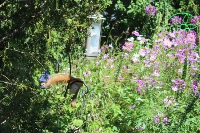 是自由,使鸟儿飞翔——(内室12) 图片