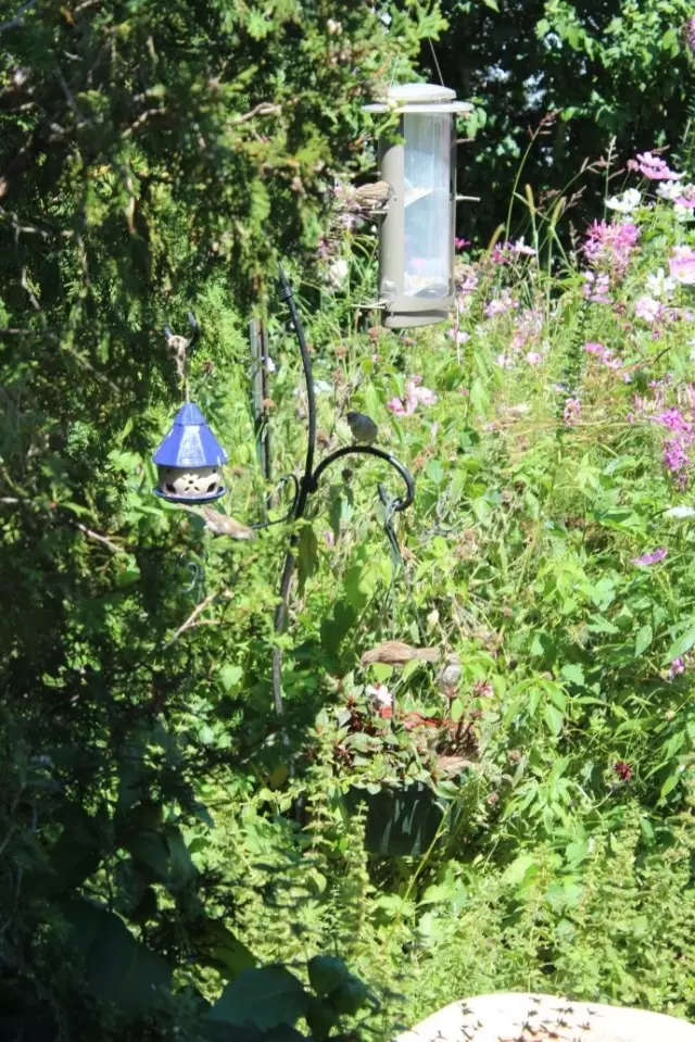 是自由,使鸟儿飞翔——(内室12) 图片