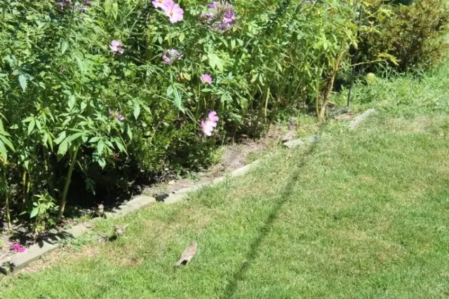 是自由,使鸟儿飞翔——(内室12) 图片