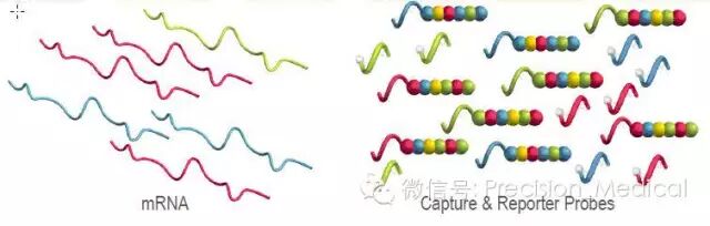 NanoString技术方法