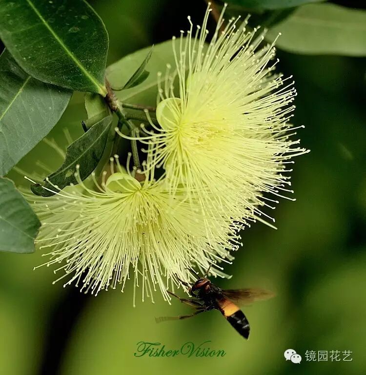 镜园花现美一天水葡萄花