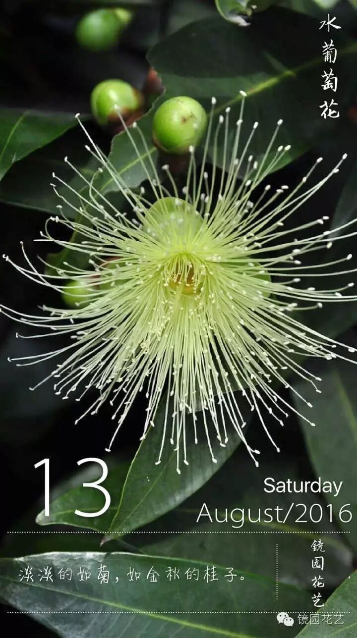 镜园花现美一天水葡萄花