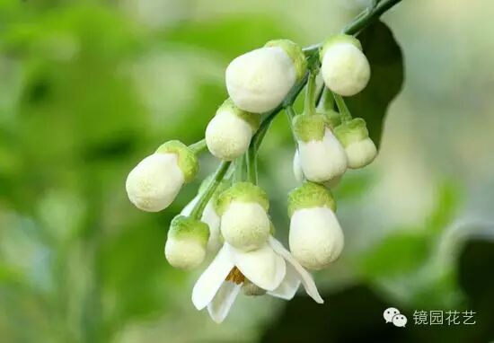 镜园花现美一天柚子花