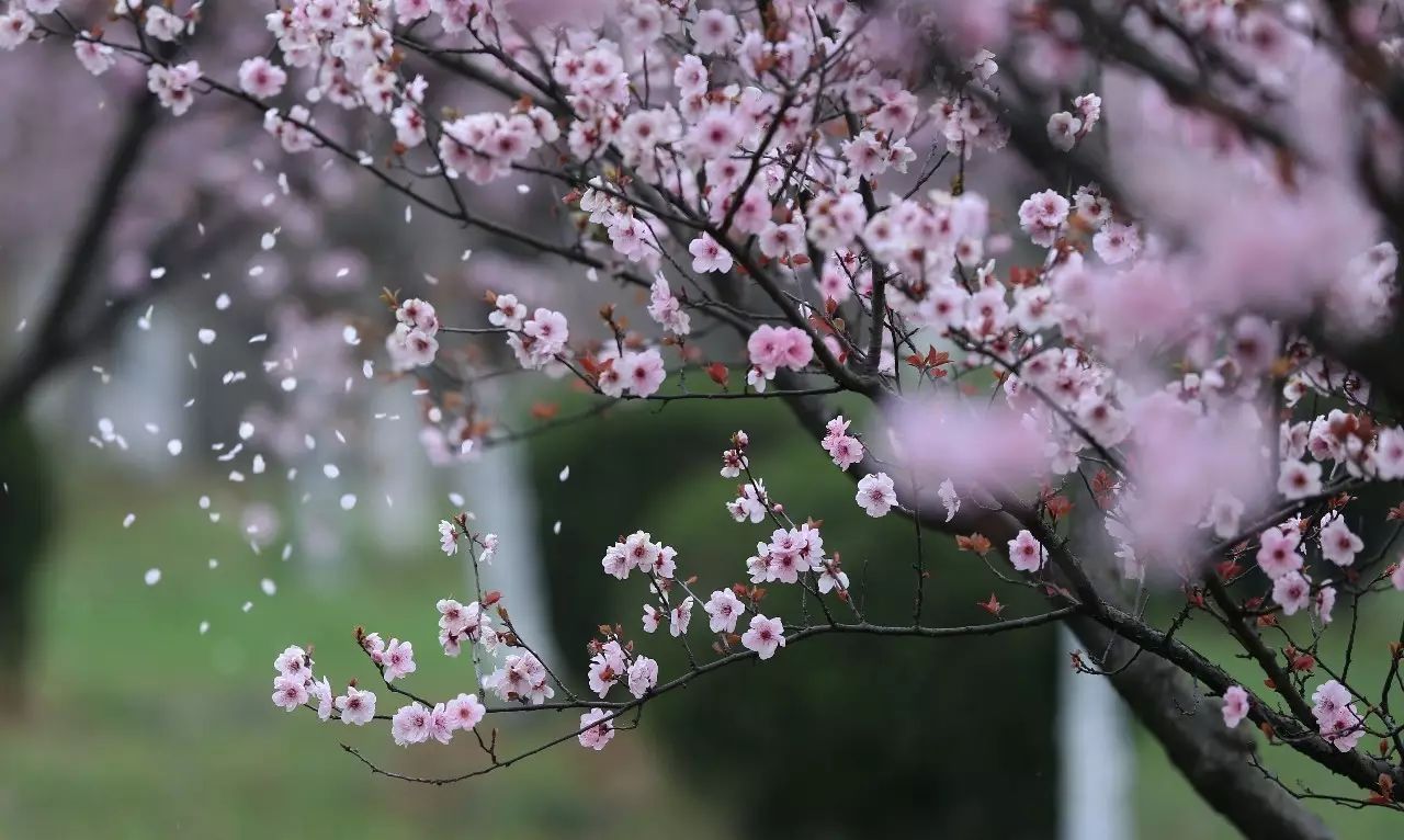 芳草鲜美,落英缤纷