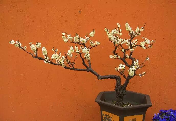 梅花文化源远流长,盆景艺术中梅花的造型不可胜数,姿态万千.