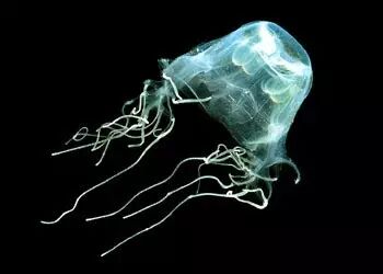 在日本海域除了怪兽奥特曼,还有种恐怖生物.