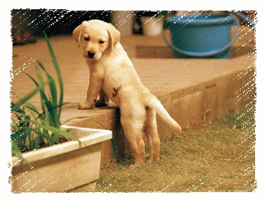372_284gif 动态图 动图