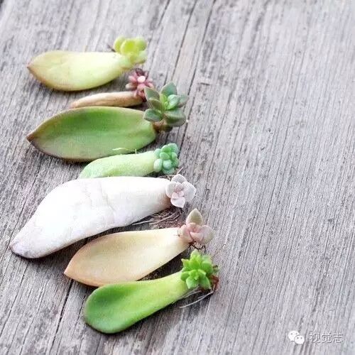 长残专业户，多肉