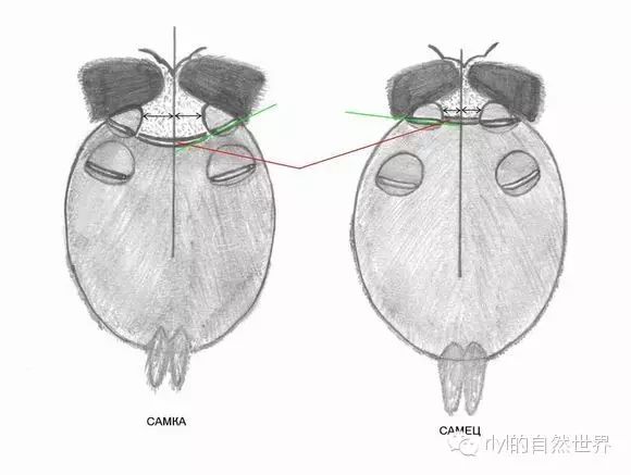 【蜘蛛迷】如何分辨捕鳥蛛的公母?