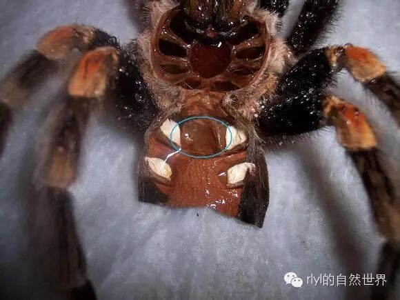 【蜘蛛迷】如何分辨捕鸟蛛的公母?|成都水产捕捞联盟