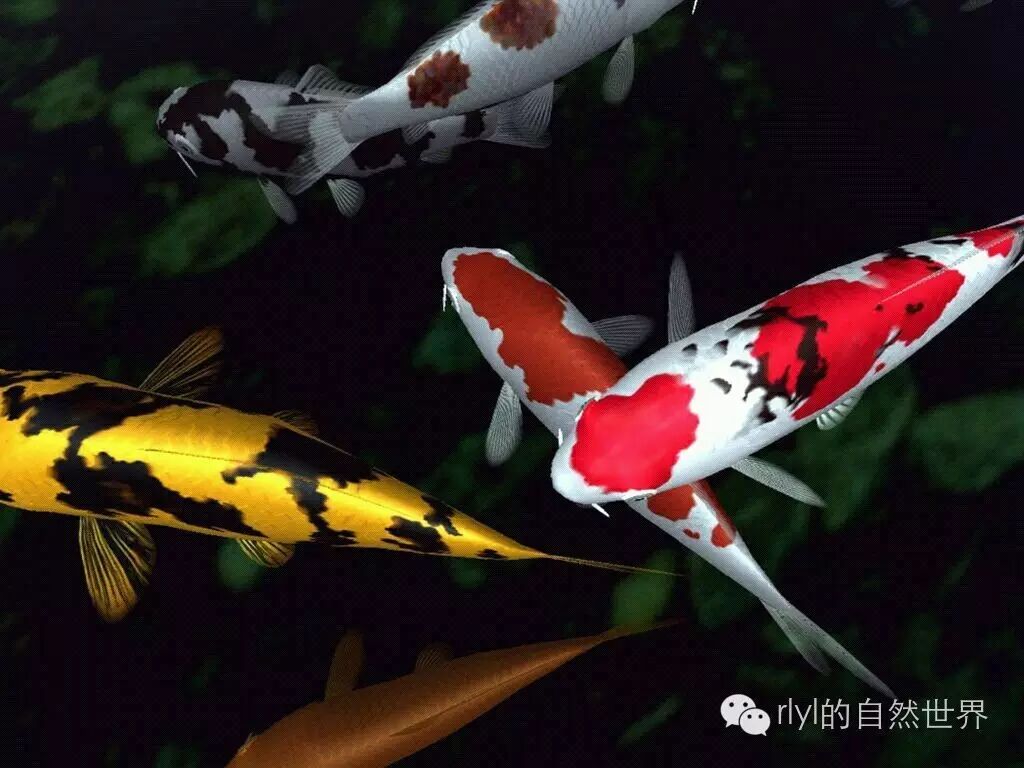 我的 錦鯉 飼養經驗 附乾貨 池塘過濾詳解 Rlyl的自然世界 微文庫