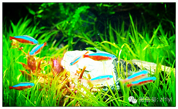 燈魚全面介紹（附已知171種燈魚圖鑑）【高清美圖】_rlyl的自然世界- 微文庫
