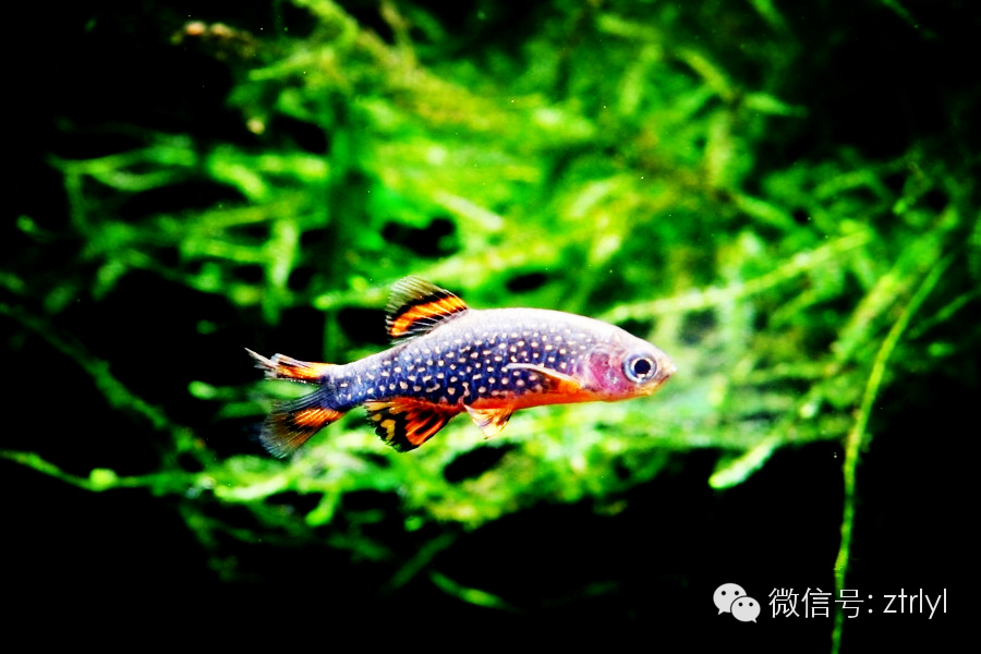 燈魚全面介紹 附已知171種燈魚圖鑑 高清美圖 Rlyl的自然世界 微文庫