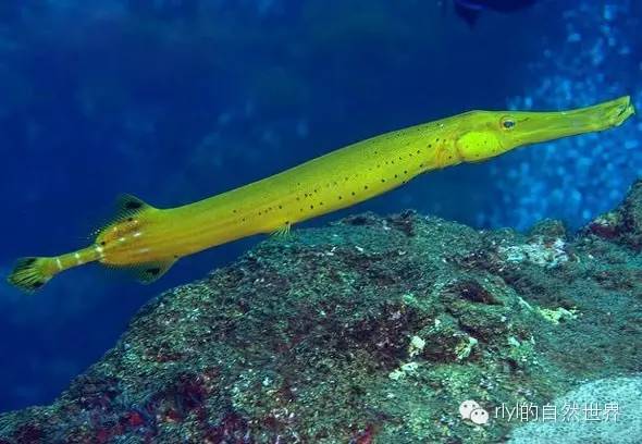 Rlyl物種說 今日 斑點管口魚 Trumpetfish Rlyl的自然世界 微文庫