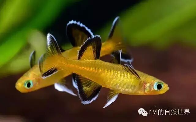 來自中土世界的精靈 藍眼類小型彩虹魚 品種 飼養和繁殖 Rlyl的自然世界 微文庫