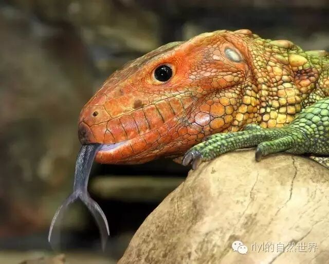 妖豔的大黃瓜 祕魯鱷蜥 閃光蜥 Dracaena Guianensis Rlyl的自然世界 微文庫