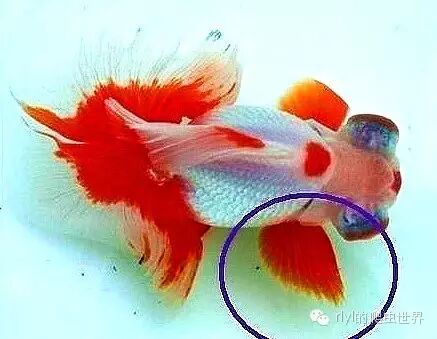 金魚怎麼區分公母 Rlyl的自然世界 微文庫