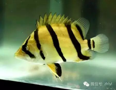 水中鬥士 魚中猛虎 虎魚 Tigerfish Rlyl的自然世界 微文庫