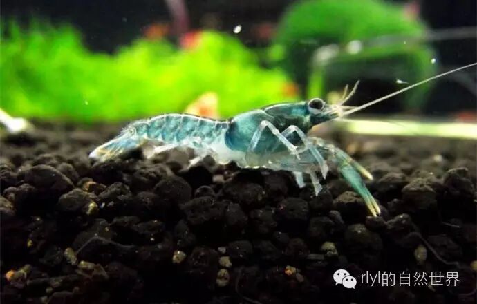 【技术贴】迷你鳌虾的饲养攻略!