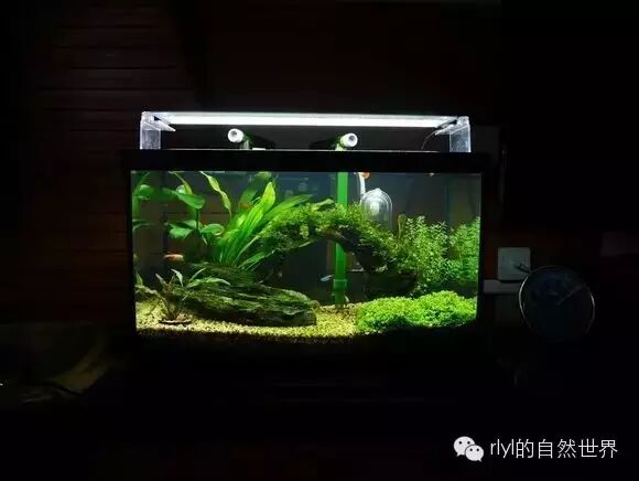 超讚的新人開缸日記！（草缸愛好者必看）_rlyl的自然世界- 微文庫