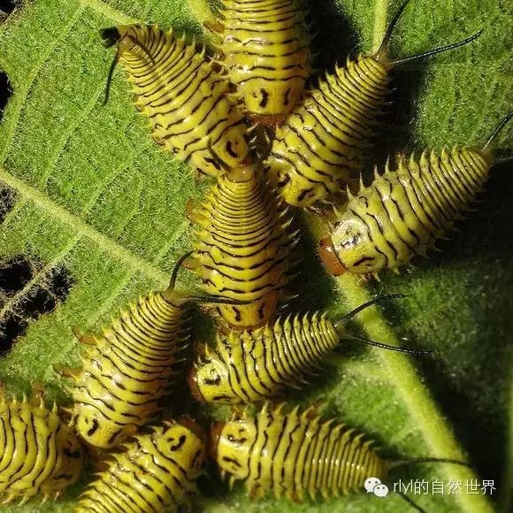 那些讓你大開眼界的 奇怪生物 Rlyl的自然世界 微文庫