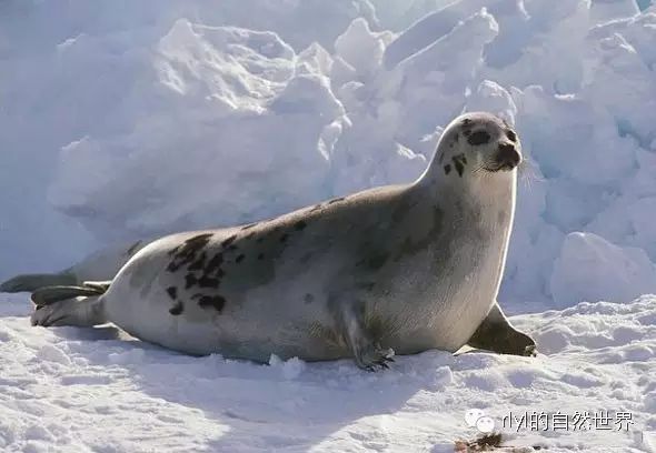 Rlyl物种说 今日 竖琴海豹 Harp Seal Rlyl的自然世界 微信公众号文章阅读 Wemp