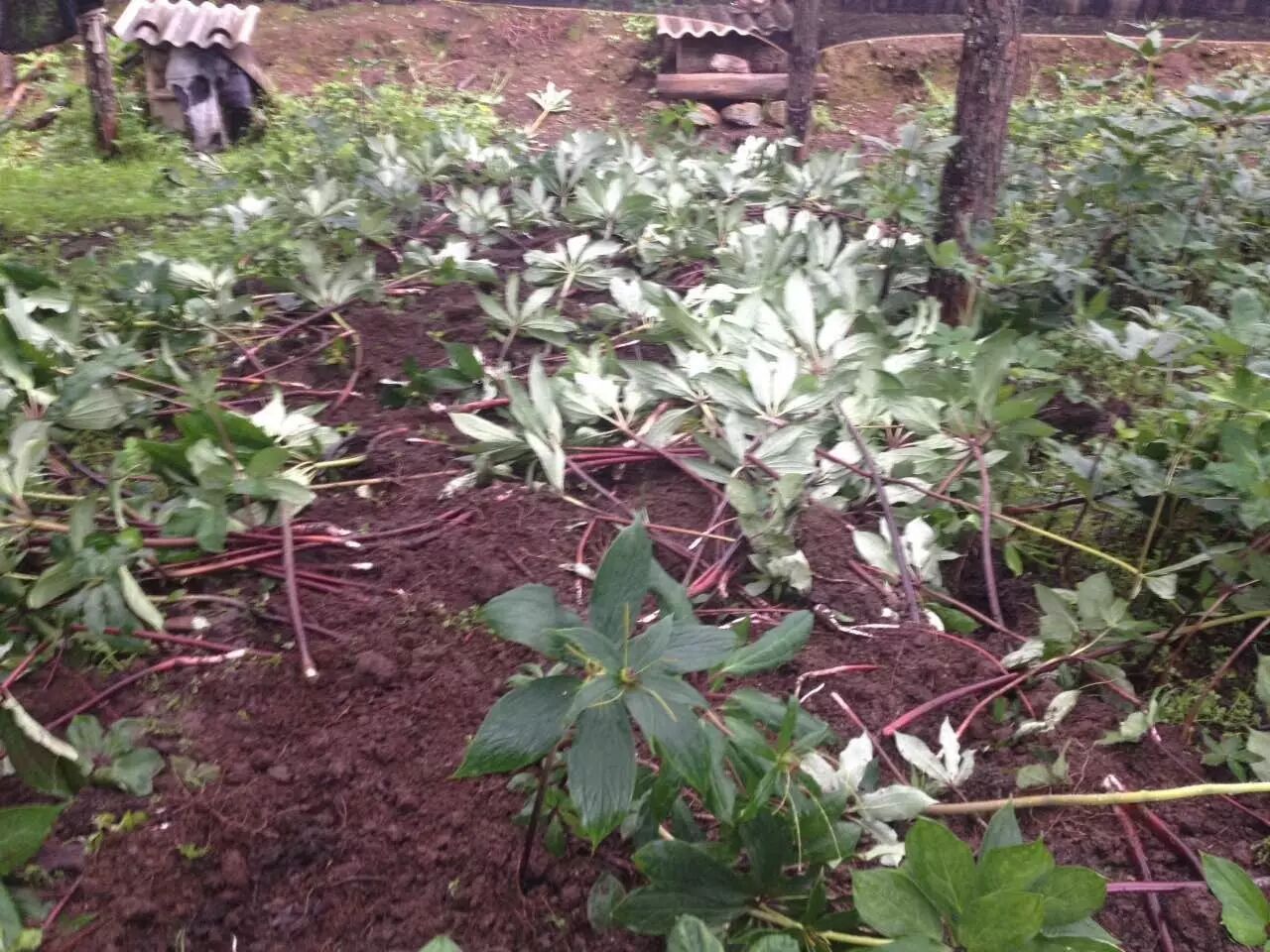 【读本头条】一夜间,古城区这家人种的滇重楼被偷挖了大半,谁干的?