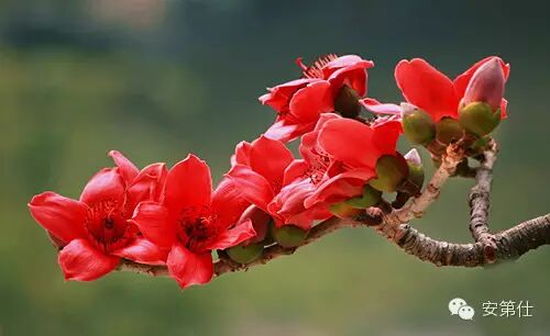 木棉花开的季节 安第仕 的你 文章