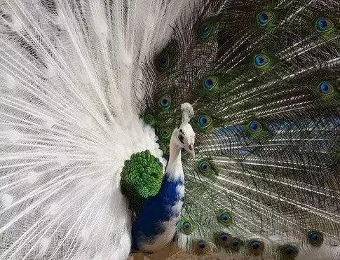 世间罕见生物_十大罕见生物_世界罕见生物