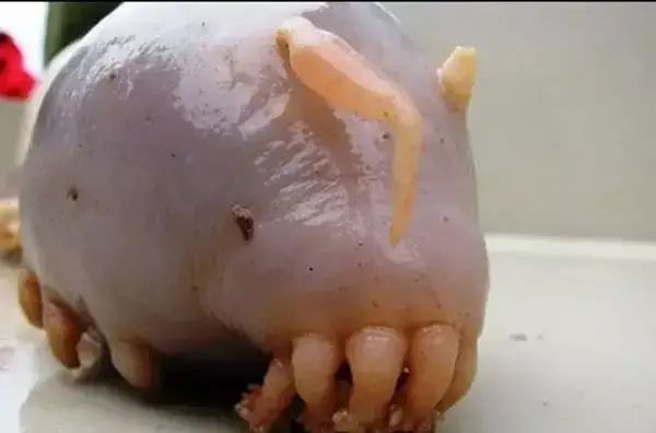世界罕见生物_世间罕见生物_十大罕见生物