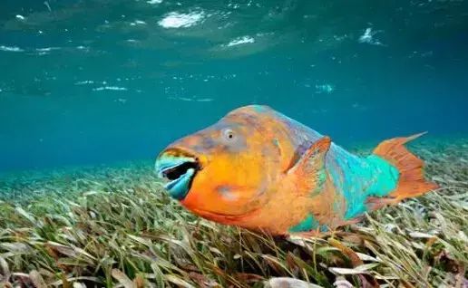 世间罕见生物_十大罕见生物_世界罕见生物