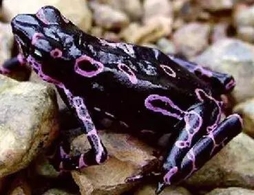 世间罕见生物_十大罕见生物_世界罕见生物