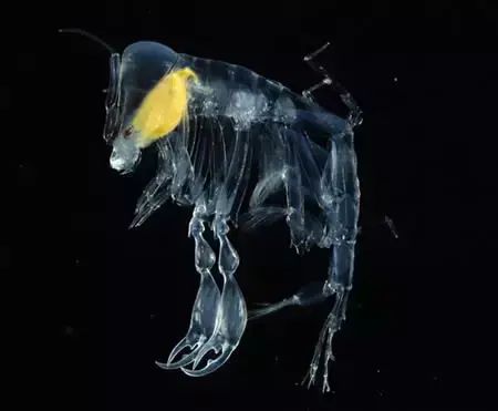 十大罕见生物_世界罕见生物_世间罕见生物