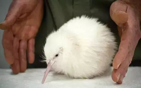 十大罕见生物_世界罕见生物_世间罕见生物