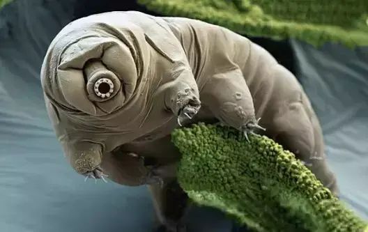 世界罕见生物_十大罕见生物_世间罕见生物