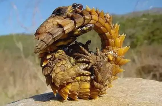 世界罕见生物_十大罕见生物_世间罕见生物