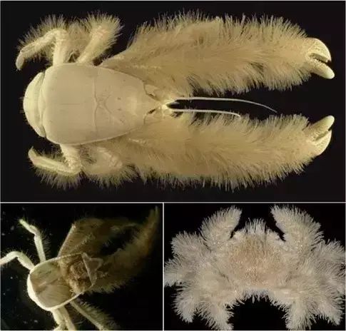 世界罕见生物_十大罕见生物_世间罕见生物
