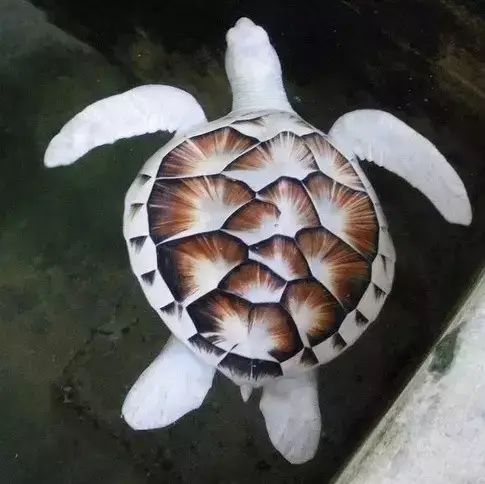 世间罕见生物_世界罕见生物_十大罕见生物
